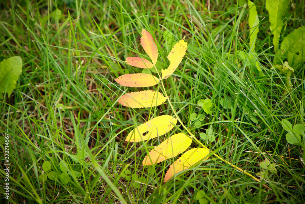 Naklejka premium autumn in the forest