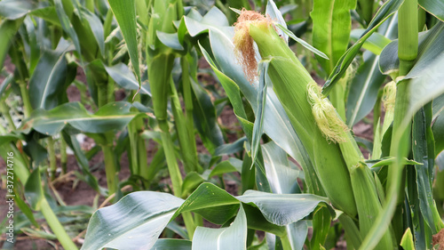 Corn on a stalk in a vegetable garden in a home garden. Corn pods in a corn plant  a field in an agricultural garden  pods on the trunk.