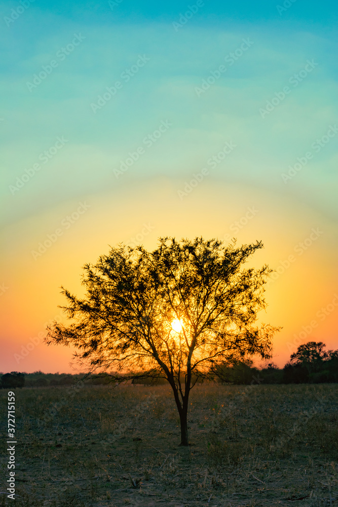 Árbol de Algarrobo con el sol amarillo detrás en paisaje de color magenta Árbol de Algarrobo con el sol amarillo detrás en paisaje de color magenta