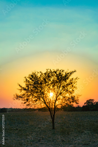 Árbol de Algarrobo con el sol amarillo detrás en paisaje de color magenta