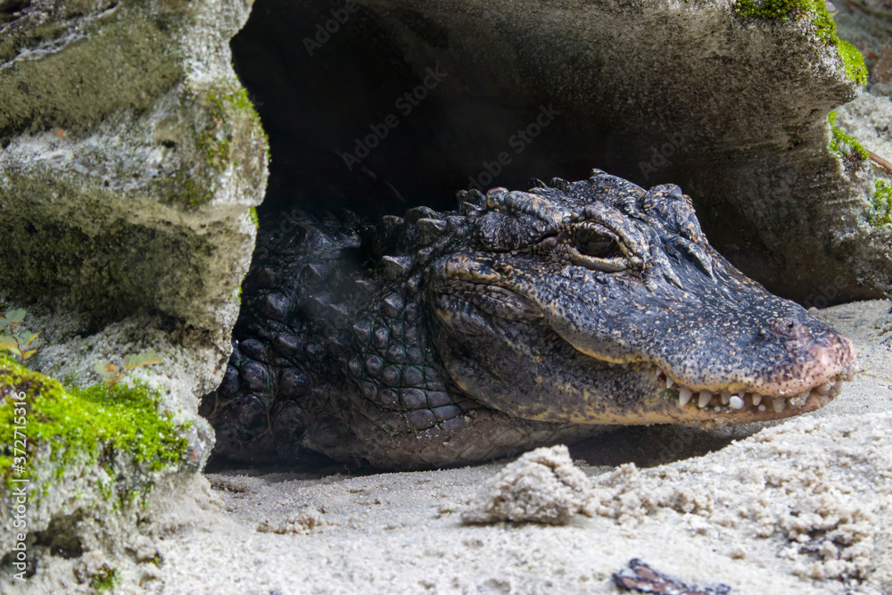 Obraz premium The closeup image of Chinese alligator (Alligator sinensis). A critically endangered crocodile endemic to China. Dark gray or black in color with a fully armored body.