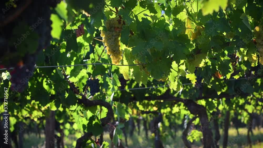 Beautiful clusters of white grapes  at sunset light in the Chianti region near Panzano (Florence), Tuscany. Italy.