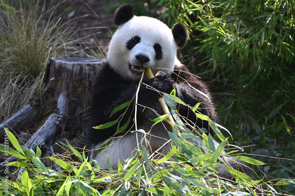 Naklejka premium giant panda eating bamboo