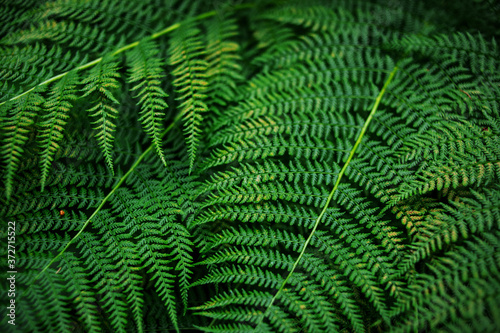 Fern Background. Place for text
