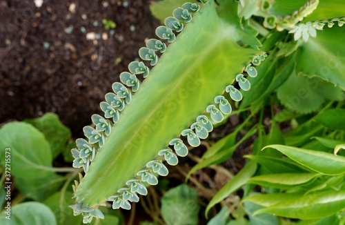 Alligator plant or Aranto plant. Nature. Medicinal plant. photo