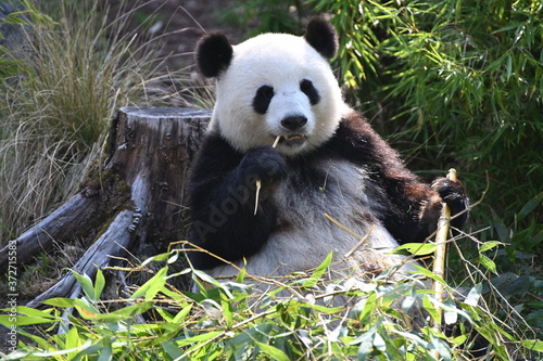 giant panda bear sitting to eat bamboo