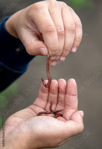 a handful of worms for fishing in the hands 
