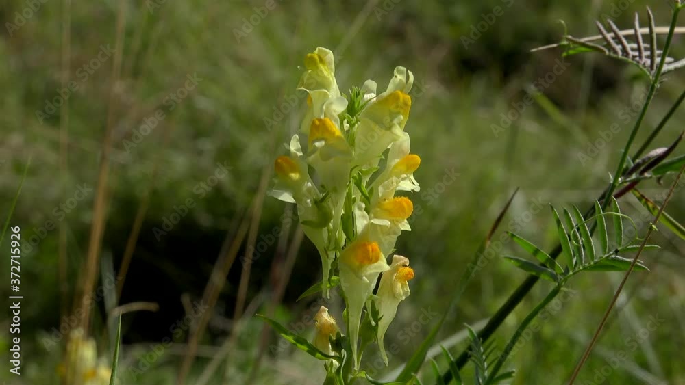 Yellow flowers of the Linaria vulgaris (common toadflax). Yellow flowers of the Linaria vulgaris (common toadflax).
