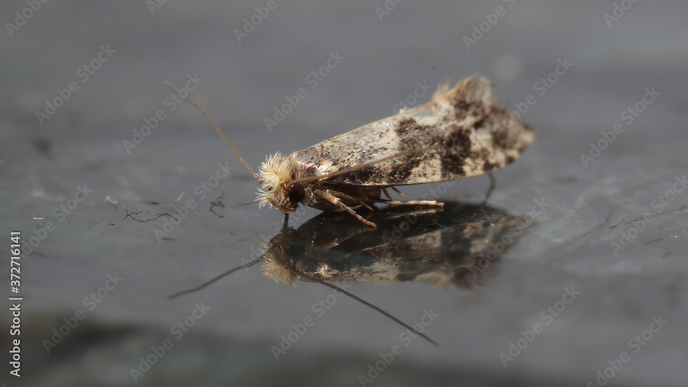 Fototapeta premium Éste insecto es llamado Nemapogon o Polilla
