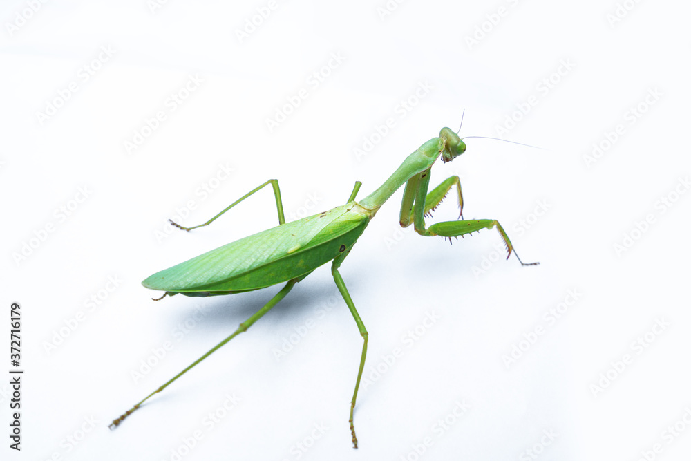 A female mantis on a white background