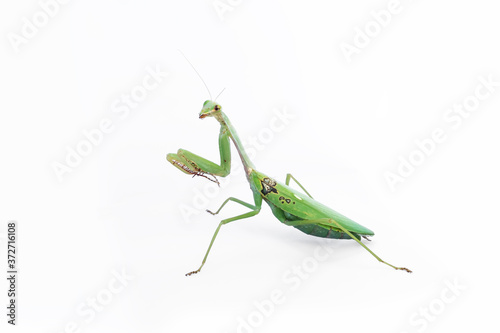 A female mantis on a white background © onlyyouqj
