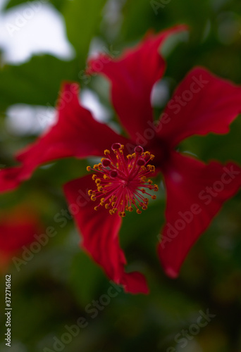 Reproductive close up Red Flower Hibiscus Rose of Sharon Portrait photography