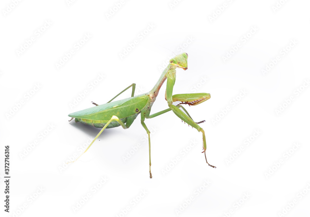 A female mantis on a white background A female mantis on a white background
