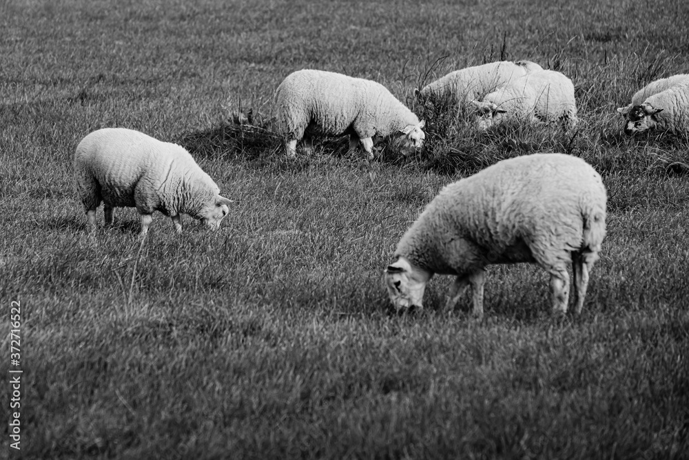 Sheep and lamb in the field Sheep and lamb in the field