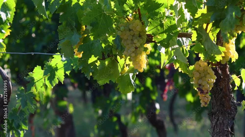 Beautiful clusters of white grapes at sunset light in the Chianti region near Panzano (Florence), Tuscany. Italy. Beautiful clusters of white grapes at sunset light in the Chianti region near Panzano (Florence), Tuscany. Italy.