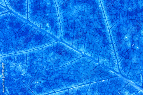 Blue color abstract macro texture leaf close up