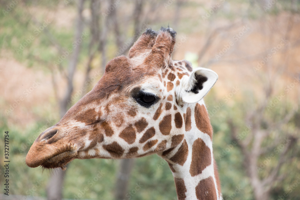 Obraz premium アミメキリン