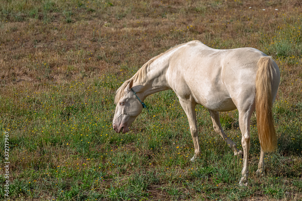 View of beautiful white horse grazing in a field of green herbs View of beautiful white horse grazing in a field of green herbs