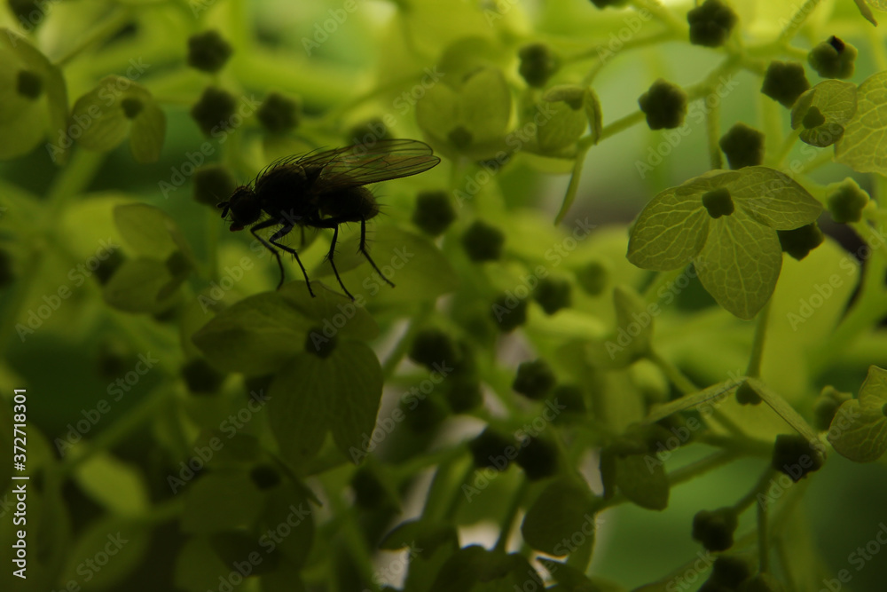 green background with a fly