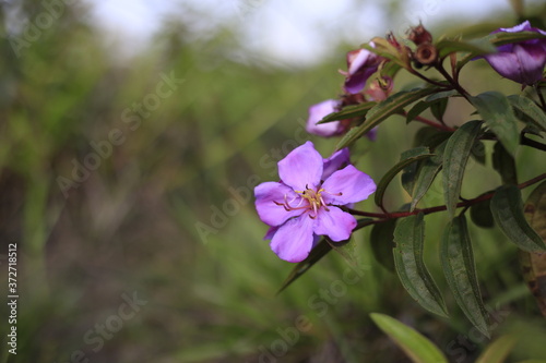 Forest pink flower, it so beautiful flower in forest of my homeland.