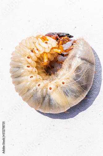 beetle larva, grub worms, allomyrina dichotoma larvae