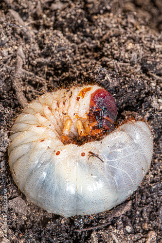beetle larva, grub worms, allomyrina dichotoma larvae