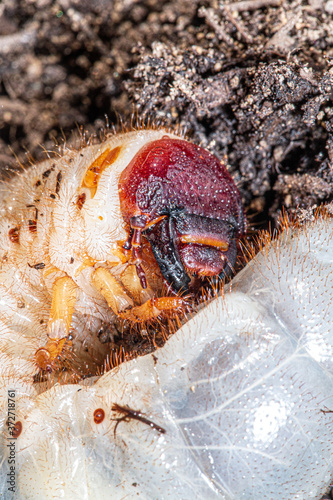 beetle larva, grub worms, allomyrina dichotoma larvae
