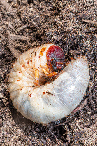 beetle larva, grub worms, allomyrina dichotoma larvae