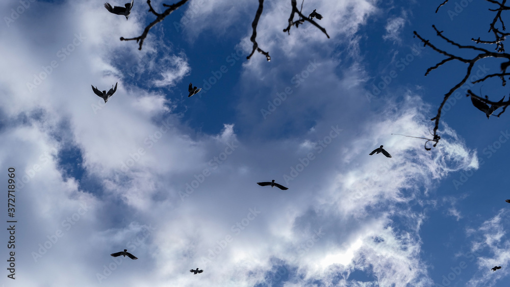 Black birds and blue cloudy sky Black birds and blue cloudy sky