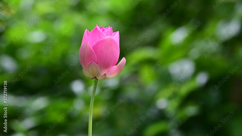 Pink lotus flower swaying by the wind on blurred nature background Pink lotus flower swaying by the wind on blurred nature background