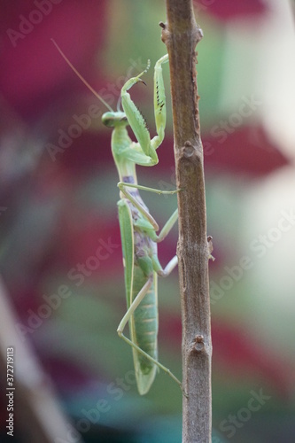 green praying mantis. praying mantis with the Latin name Mantodea. 
