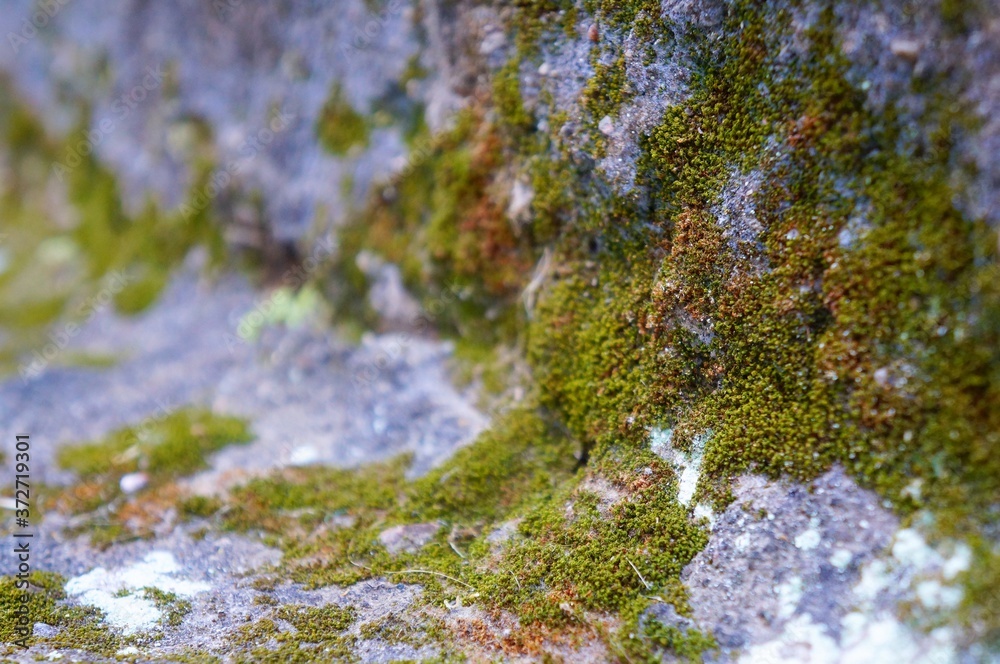 Green fungus on the wall.
