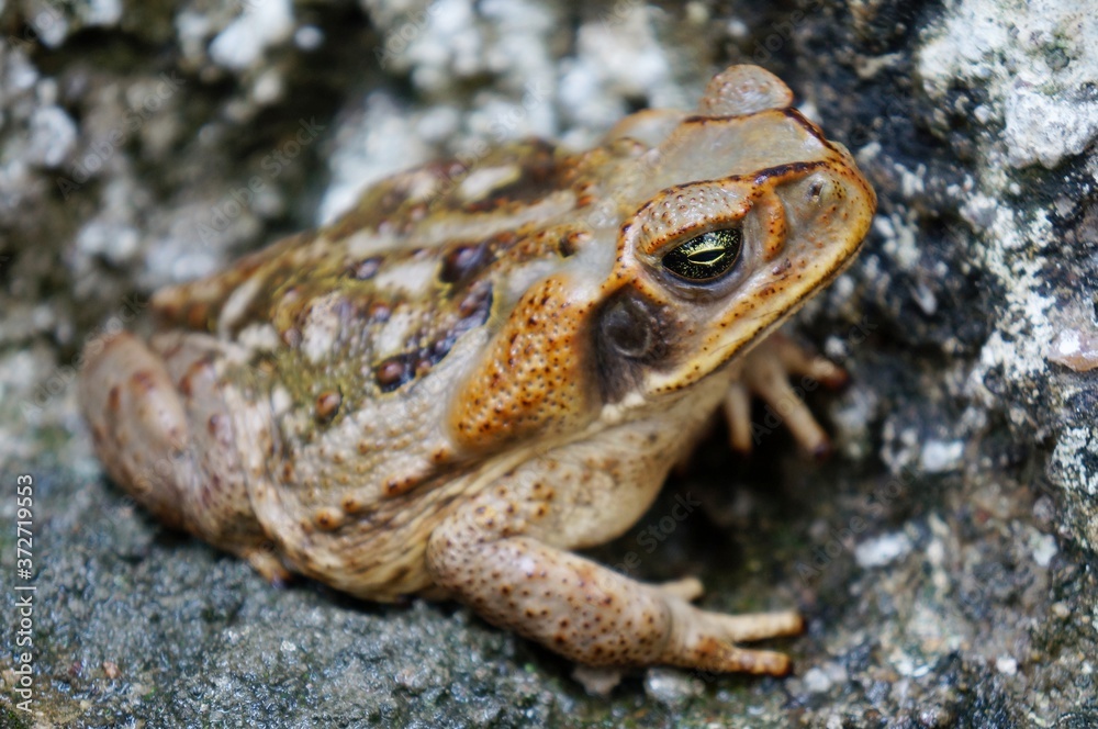 Close up of toad on cement floor. Brazilian toad.
Close up of toad on cement floor. Brazilian toad.