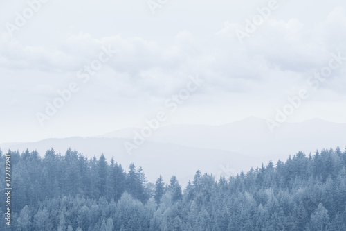 Soft blue toned forest background. Cold winter feeling. Austrian Alps. Copy space for text.