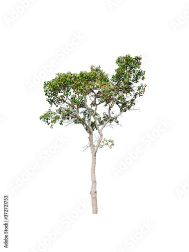 a big tree beautiful green leaves and branch isolated on white background cut out with clipping path.