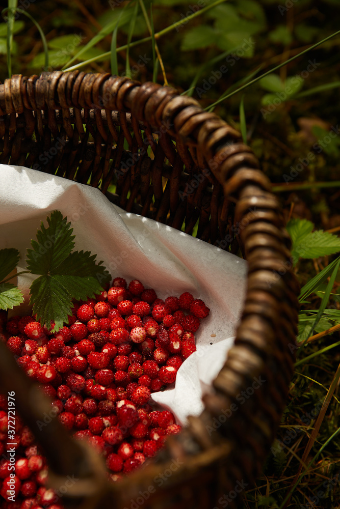 Wild strawberry basket on a natural, green background in the forest.