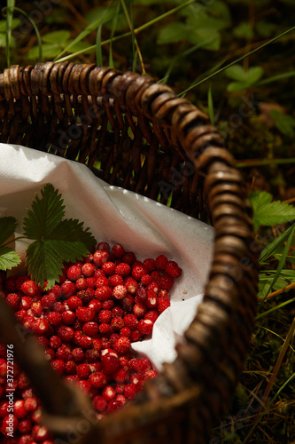 Obraz na płótnie Wild strawberry basket on a natural, green background in the forest. w salonie