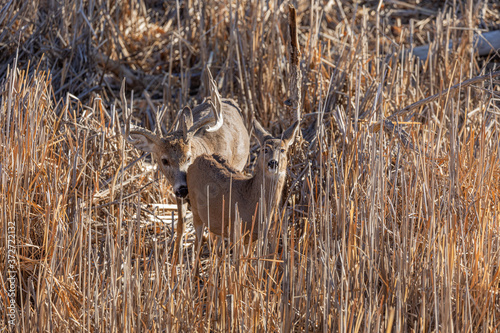 Fotografia, Obraz Whitetail Deer Buck and Doe Rutting in Fall