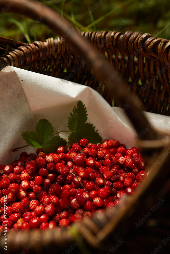 Wild strawberry basket on a natural, green background in the forest.