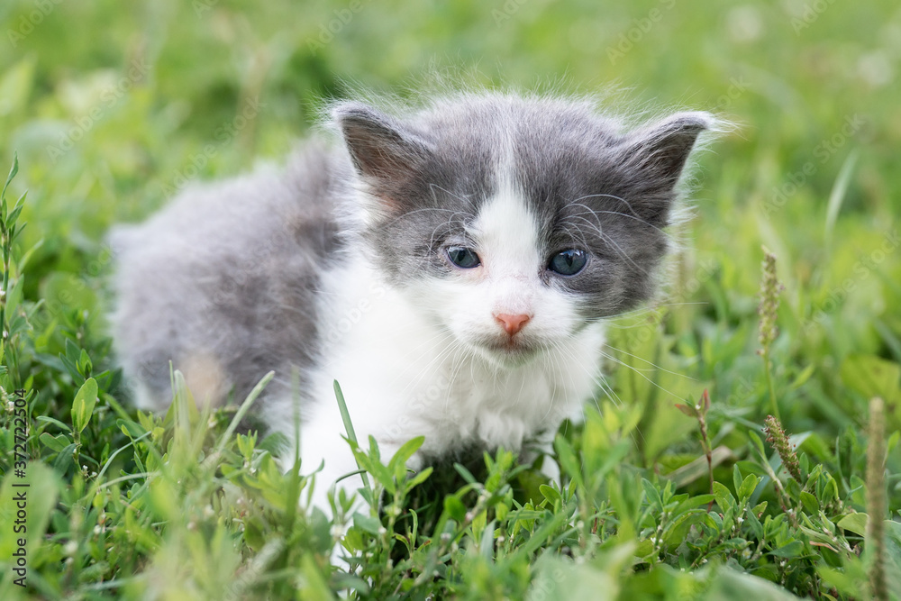 kitten on the grass..
