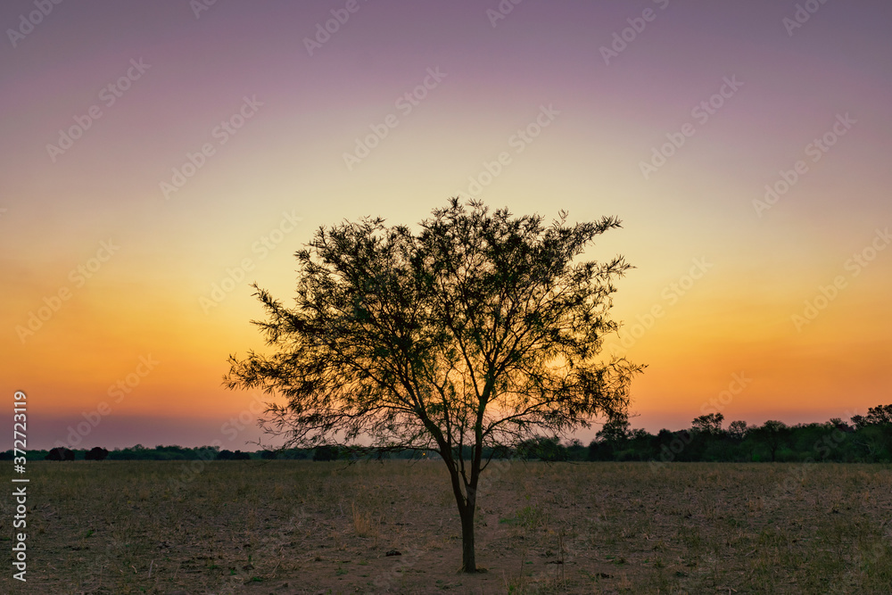 Árbol de Algarrobo al atardecer en paisaje de color magenta