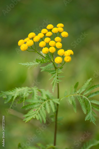 Wrotycz pospolity - tanacetum vulgare