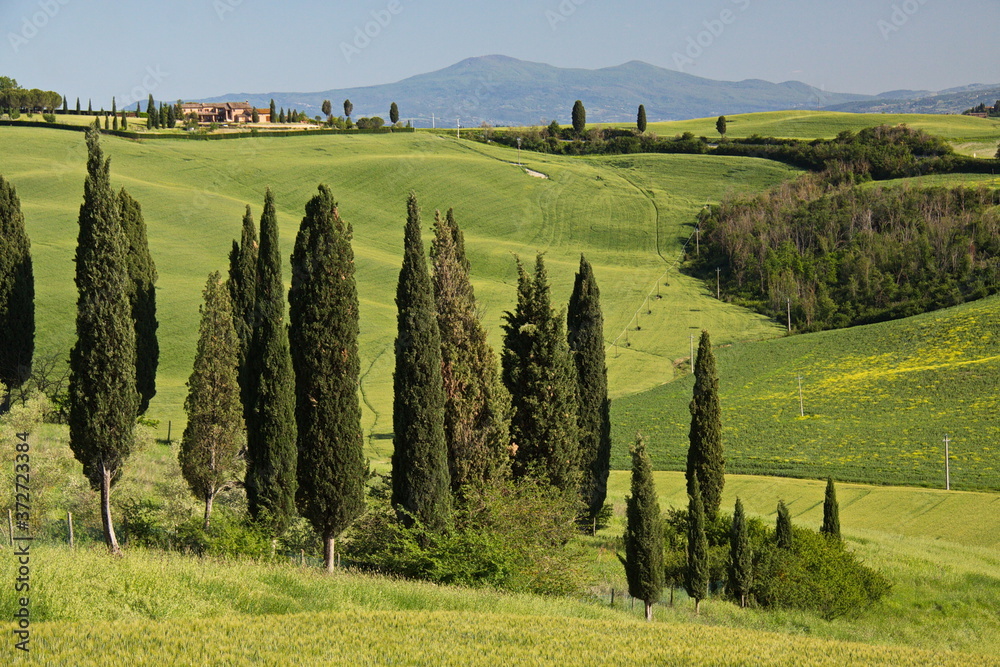 Landscape at Leonina, Province of Siena, Tuscany, Italy, Europe 
