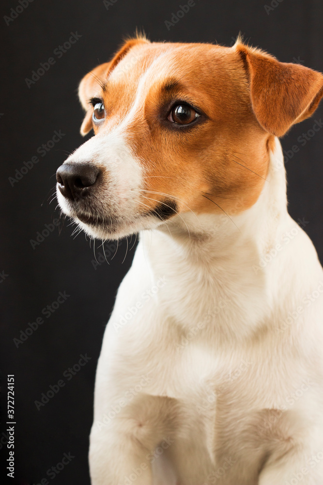 Dog girl Jack Russell looking away on black background