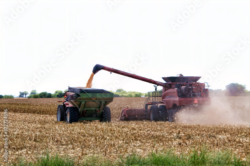 Harvesting corn in the summer in New Braunfels, TX