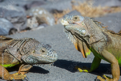 Wild Iguanas thrive in the tropical climate of Puerto Vallarta, Mexico, where they can be often be found munching on fruits and flowers, or sunning on rocks.