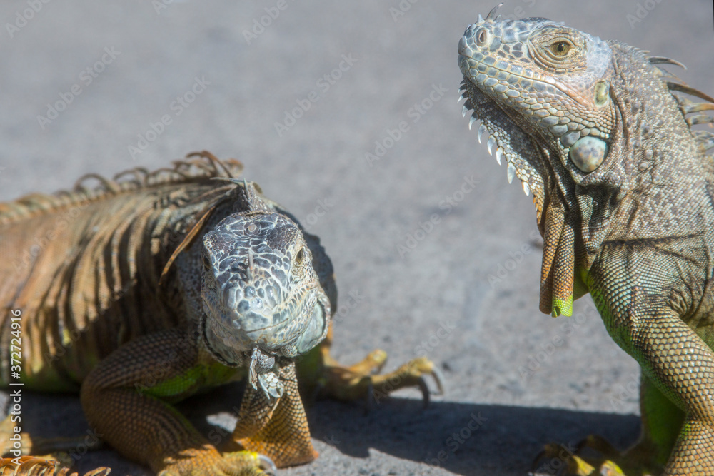 Wild Iguanas thrive in the tropical climate of Puerto Vallarta, Mexico, where they can be often be found munching on fruits and flowers, or sunning on rocks.