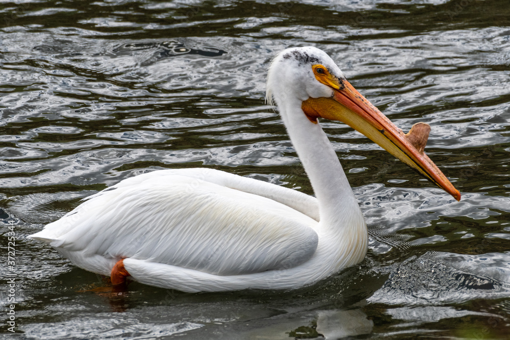 American White Pelican (Pelecanus erythrorhynchos) American White Pelican (Pelecanus erythrorhynchos)
