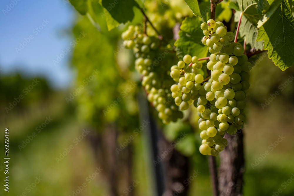 green grapes in summer vineyards green grapes in summer vineyards