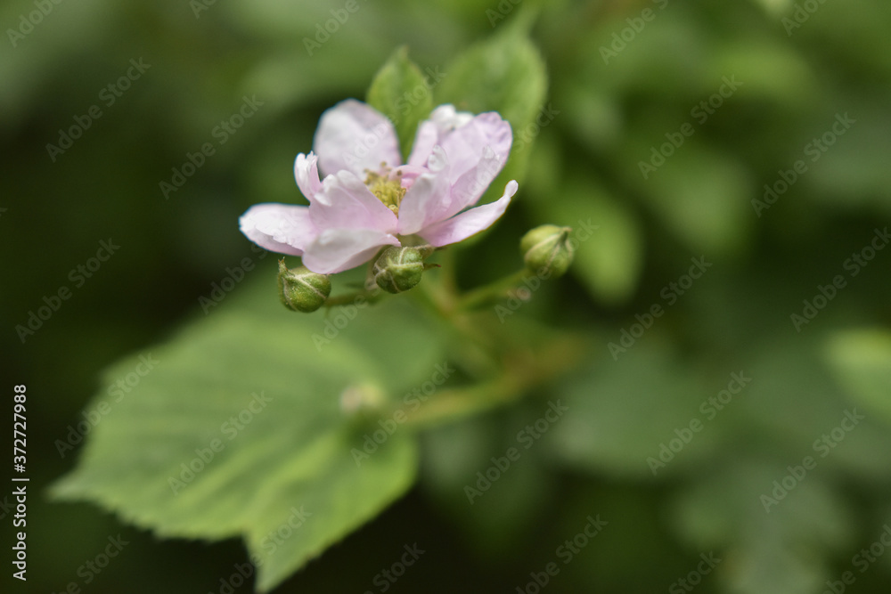 Beautiful colorful flower background. Beautiful flowers in bloom. Spring blooming flowers close view. Flowers bloom in spring. Colorful flowers blooming Beautiful colorful flower background. Beautiful flowers in bloom. Spring blooming flowers close view. Flowers bloom in spring. Colorful flowers blooming
